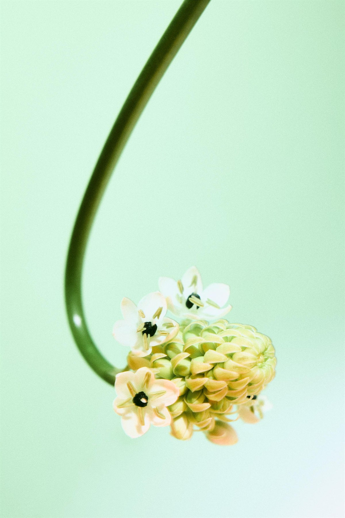 UNUSUAL FLOWER EDP 100 ML (3.4 FL. OZ.)